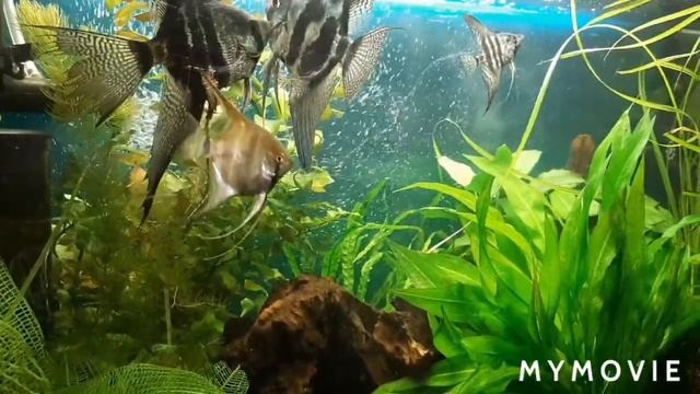 Подмена воды в аквариуме. смотреть онлайн