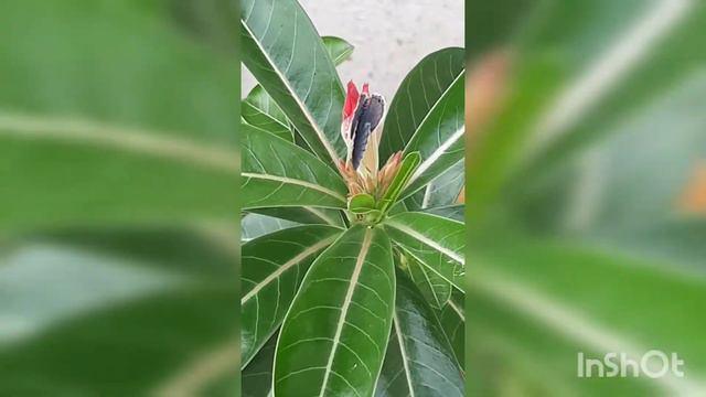 Nature Teaching us Life Lessons - Butterfly and Adenium bud смотреть онлайн