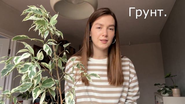 💚 Фикус Бенджамина, который СМОГ 💚 Условия, в которых он НЕ сбрасывает листья смотреть онлайн