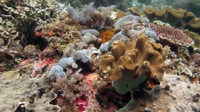 Бали - 2013. Crystal Bay. Diving on Bali - 2013. Canon G12. смотреть онлайн