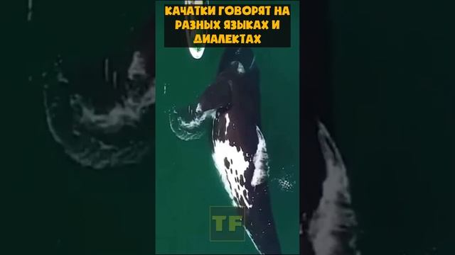 У Касаток есть свой язык смотреть онлайн