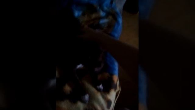 Что умеет Моя собака принц ?? смотреть онлайн