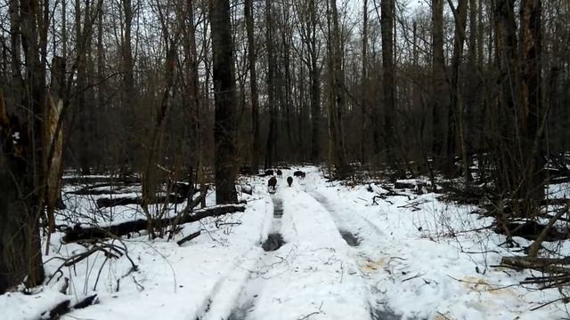 кабанчики в воронежском заповеднике смотреть онлайн