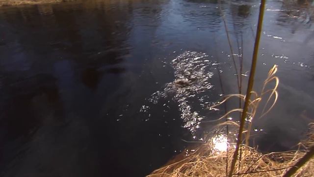 МАЙСКИЙ ЯЗЬ НА ДЖИГ смотреть онлайн