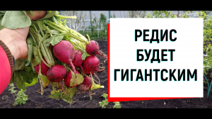 #редис РЕДИС БУДЕТ ГИГАНТСКИМ! #редиска#редис_урожай#посадка_редиса#чтобы_редис_был_крупным#редискра