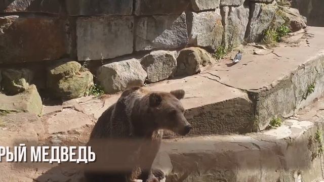 База отдыха "Бурый медведь" смотреть онлайн