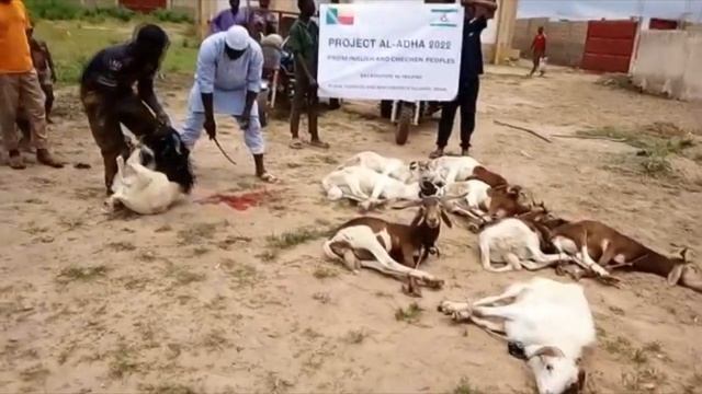 Акция Аль-Адха 2022 (Параку, Бенин). смотреть онлайн