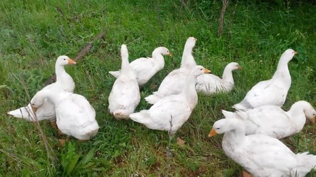 Гусята линда скрещенная с губернаторским 1,5 месяца смотреть онлайн