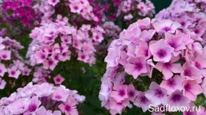 Флокс Мозаика, селекции Е.А. Константиновой