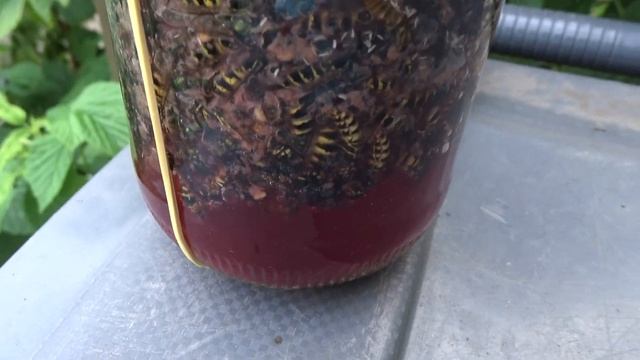 Лучшее средство от ос и мух на даче. смотреть онлайн