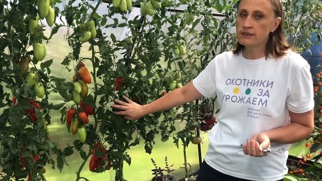 Урожай победительницы проекта Охотники за урожаем смотреть онлайн