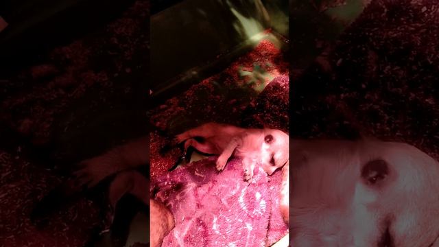 Мишаня и Масяня сурикаты.Малыши суриката бесятся им 2 недели смотреть онлайн