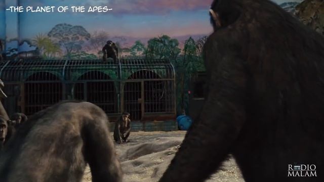 MONYET YANG LEBIH PINTAR DARI MANUSIA - Alur Film Rise of The Planet of The Apes (2011) смотреть онлайн