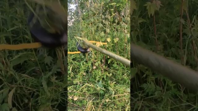 #бензокоса Alpina #brushcutter Alpina Italy смотреть онлайн