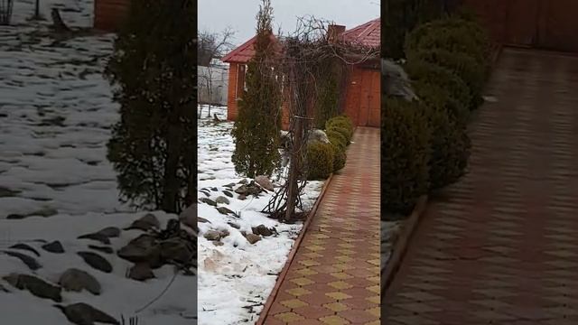 Кавказская овчарка vs игрушка овечка смотреть онлайн