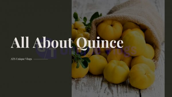 All About Quince