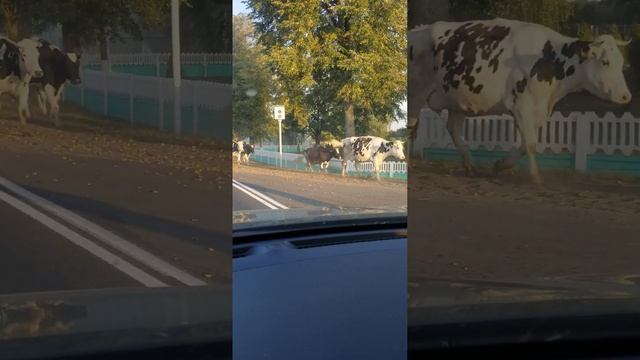Пинск-Ивацевичи, коровы смотреть онлайн
