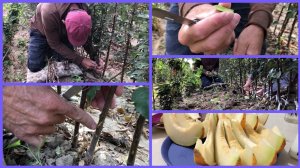 Окулировка плёнка саженцы.  (Для глухих )