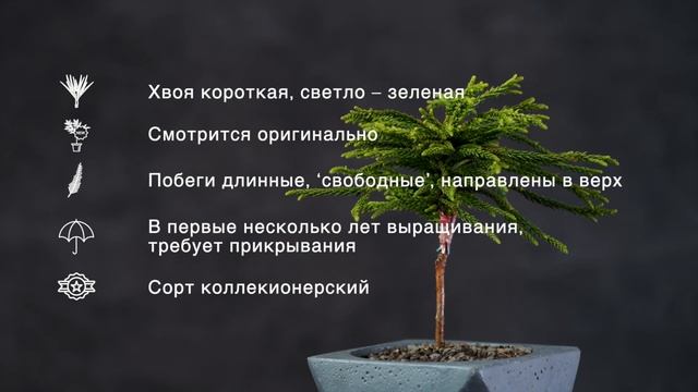 REZEK WB - Криптомерия японская (Cryptomeria japonica 'Rezek WB') — описание растения смотреть онлайн