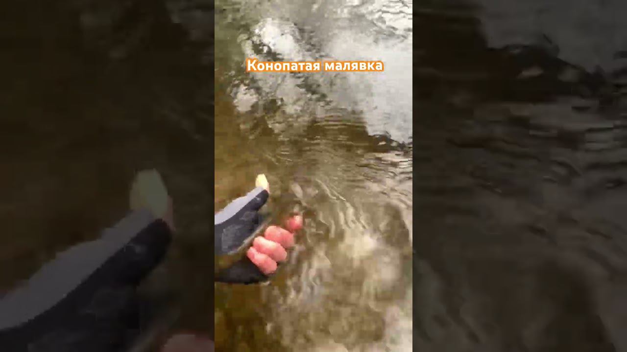 Форель на свободу! смотреть онлайн