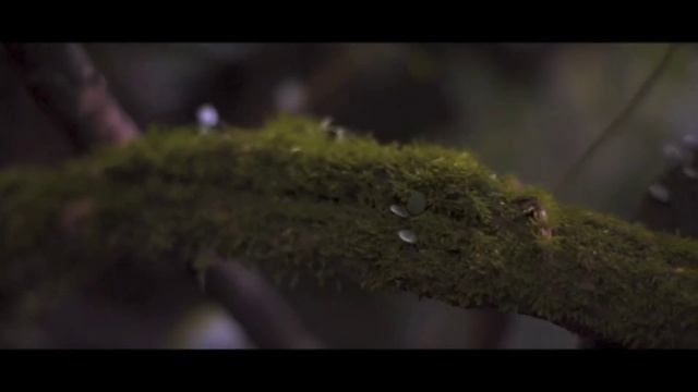 vue video cache filtered spliced смотреть онлайн