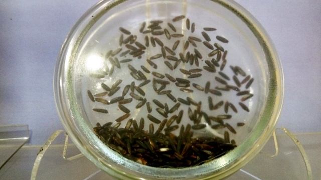 Каким бывает рис смотреть онлайн