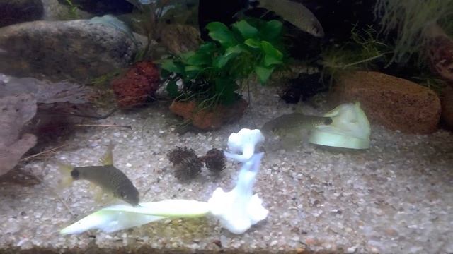 Сетчатый водорослеед (Серебряная лисичка) Crossocheilus reticulatus? и кабачок? смотреть онлайн