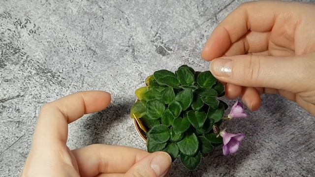 Фиалки|Обзор|Безымяшка|ЛЕ-Котенок Мяу|Н-Морской прибой? смотреть онлайн