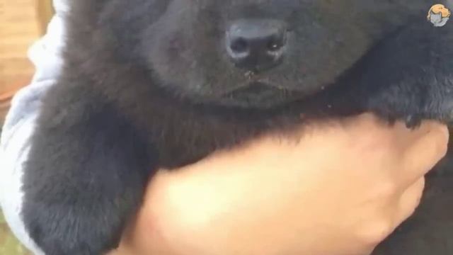 Семья усыновила новую собаку. Когда ветеринар увидел его, он позвонил в полицию! смотреть онлайн