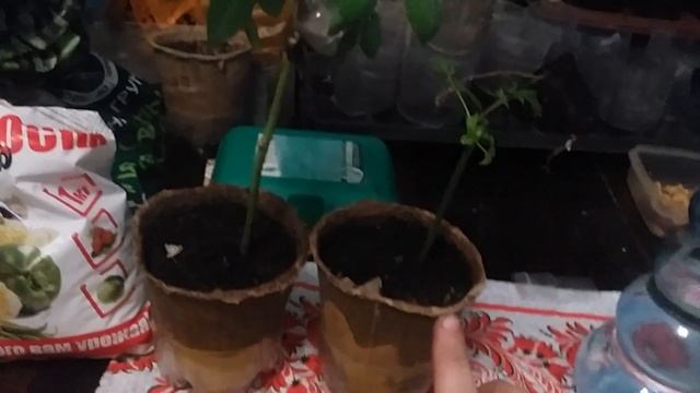 Купили Азофоску и не знаете что делать? Как удобрять Азофоской