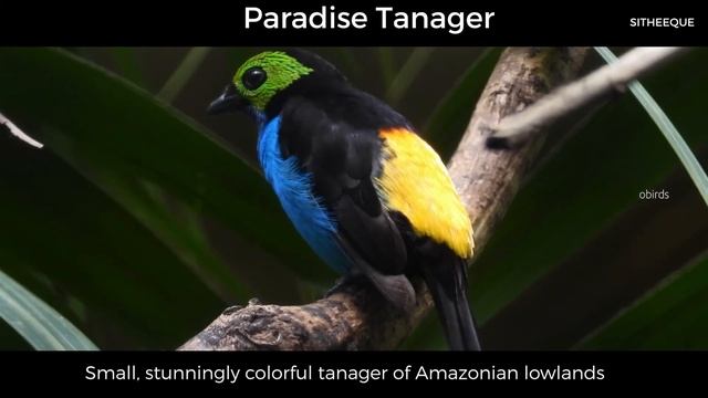 Birds of the World | 05 | Paradise Tanager | Tangara chilensis смотреть онлайн
