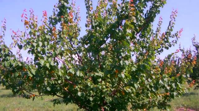 Абрикос. Устойчивые сорта ( 17.07.21) смотреть онлайн