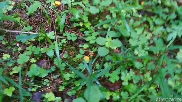 Огромные поля лисичек, маслята, моховик, сыроежки-колпачки| В поисках грибов. смотреть онлайн