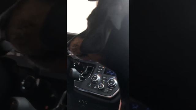 Doggo wants pizza смотреть онлайн