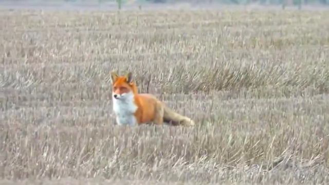 ОХОТА НА ЛИСУ С МАНКОМ !!! смотреть онлайн