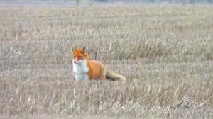 ОХОТА НА ЛИСУ С МАНКОМ !!!