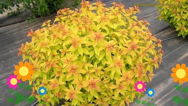 Спирея японская салатная зен спирит голд. Краткий обзор, описание spiraea japonica Zen Spirit Gold смотреть онлайн