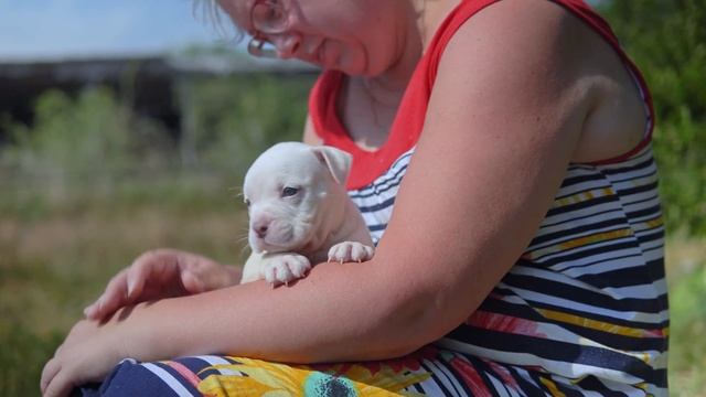 Щенкам Бланки 1 месяц. Что с 