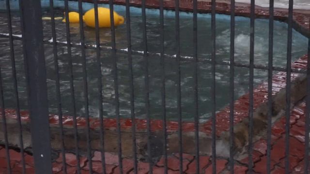 Ростик вымачивает мясо смотреть онлайн