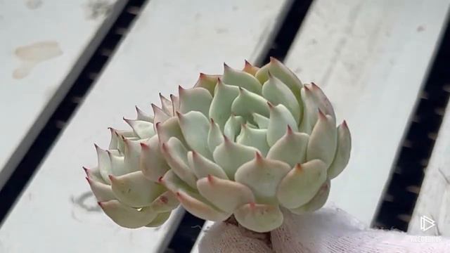 Echeveria Nobaranosei смотреть онлайн
