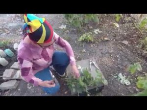 Черенкование роз: как нарезать черенки, как сажать , как и когда укрывать черенки.