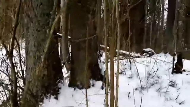 Отслеживаем перемещение зубров