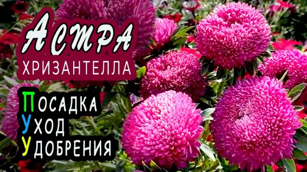 Мой сад. Астра Хризантелла Тропикана. Цветение, уход