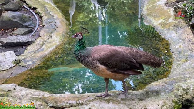 Funny Animal Sounds in 30 Minutes: Flamingo, Peacock, Parrot, Polecat, Reindeer - ANIMAL (BGM) смотреть онлайн