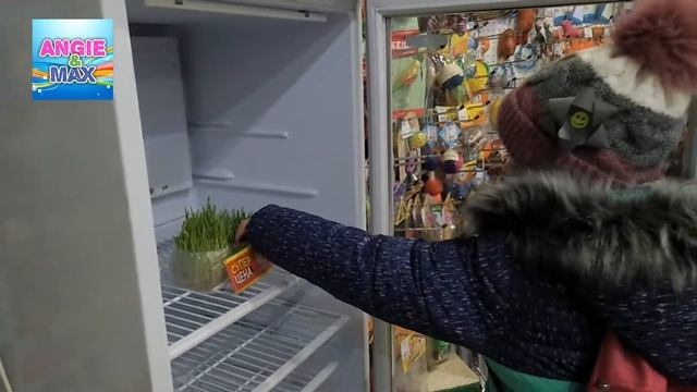 Пророщенная трава для моего джунгарского хомяка Милы, выращивание в магазине, покупка смотреть онлайн