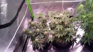 Mars Hydro TS-600 LED Grow Light ~ Unboxing And Review