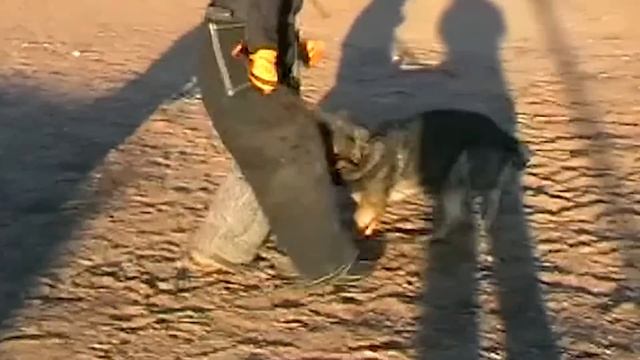 Малинуа или Немецкая Овчарка. Malinois Vs German Shepherd.