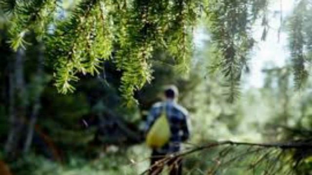 Как волк лесника спас! смотреть онлайн