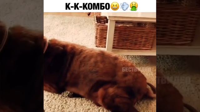 Пёс пердит и Кот блюёт смотреть онлайн