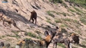 Дикие собаки против гиен. Дикие животные. Гиеновидные собаки. Гиены против собак. Нападение хищнико